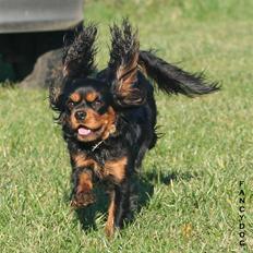 Cavalier king charles spaniel Bianca