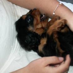 Cavalier king charles spaniel Bianca