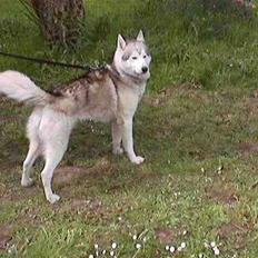 Siberian husky dejlige klein *R.I.P* 