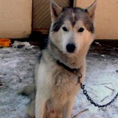 Siberian husky dejlige klein *R.I.P* 