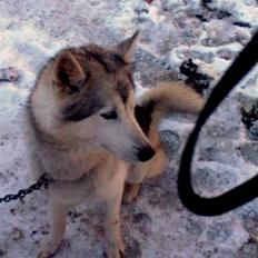 Siberian husky dejlige klein *R.I.P* 