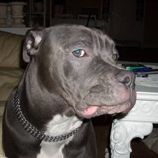 Amerikansk bulldog MAGNUS- DØD