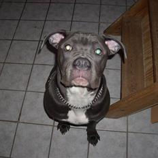 Amerikansk bulldog MAGNUS- DØD