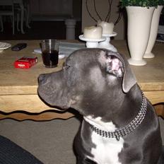 Amerikansk bulldog MAGNUS- DØD