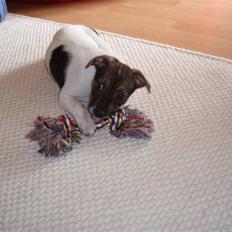 Dansk svensk gaardhund Mille