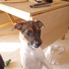 Dansk svensk gaardhund Mille