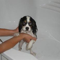 Blanding af racer Pelle