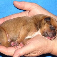 Staffordshire bull terrier *Miko aka Diego*