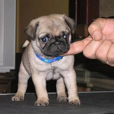 Mops Herkules of Smiling Farm