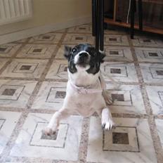 Dansk svensk gaardhund Futte