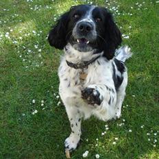 Field Trial spaniel *Victor*