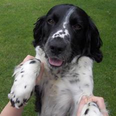 Field Trial spaniel *Victor*