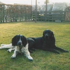 Field Trial spaniel *Victor*