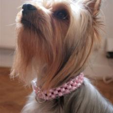 Australian silky terrier Bibi