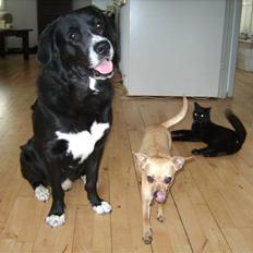 Blanding af racer Ramses