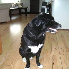 Blanding af racer Ramses