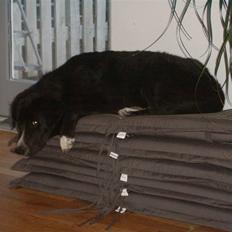 Blanding af racer Ramses