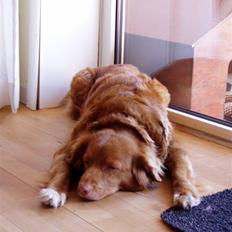 Nova scotia duck tolling retriever Sally (BHs HC)