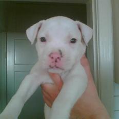 Amerikansk staffordshire terrier Chico