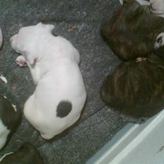 Amerikansk staffordshire terrier Chico