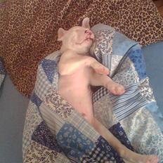 Amerikansk staffordshire terrier Chico