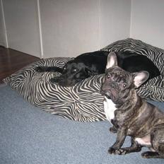 Fransk bulldog silver