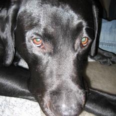 Fransk bulldog silver