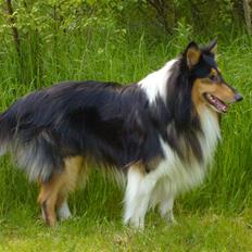 Collie langhåret Nico