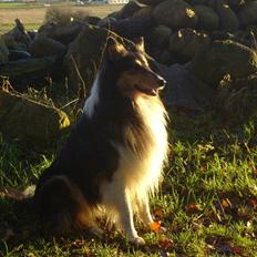 Collie langhåret Nico