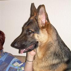 Schæferhund Kimberhyttens Tasja