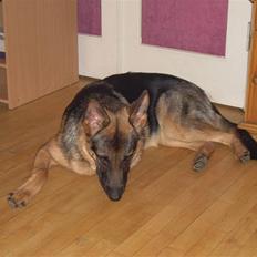 Schæferhund Kimberhyttens Tasja