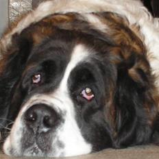 Sankt bernhardshund trine R I P 09-