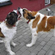 Sankt bernhardshund trine R I P 09-