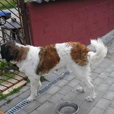 Sankt bernhardshund trine R I P 09-