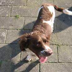 Engelsk springer spaniel † SJEFF (DON) Peekfields Don †