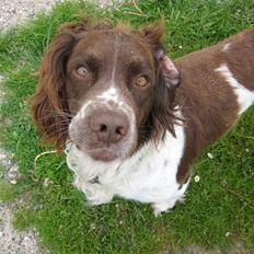 Engelsk springer spaniel † SJEFF (DON) Peekfields Don †