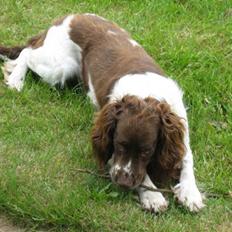 Engelsk springer spaniel † SJEFF (DON) Peekfields Don †