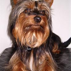Australian silky terrier Frede