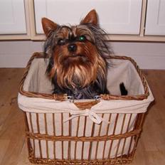 Australian silky terrier Frede