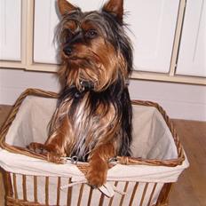 Australian silky terrier Frede