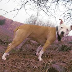 Amerikansk staffordshire terrier Artemis
