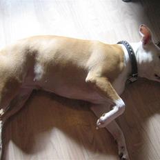 Amerikansk staffordshire terrier Artemis