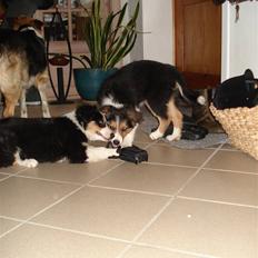 Border collie Crocodile Dundee "Dundee" - RIP