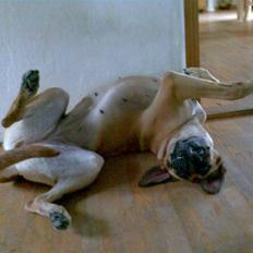 Blanding af racer Nala