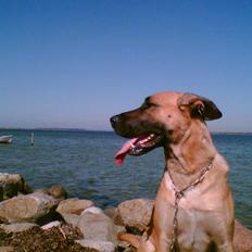 Blanding af racer Nala