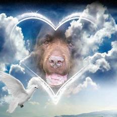 Newfoundlænder Anton  R.I.P.