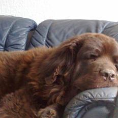 Newfoundlænder Anton  R.I.P.