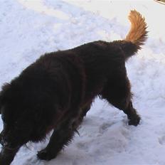 Newfoundlænder Anton  R.I.P.