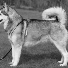 Alaskan malamute Yaxtah #R.I.P#