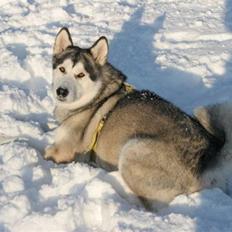 Alaskan malamute Yaxtah #R.I.P#